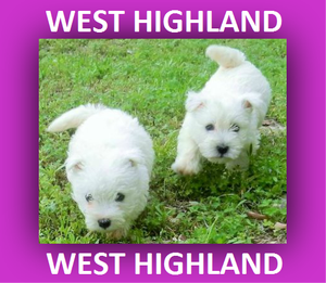 west highland white terrier en venta**