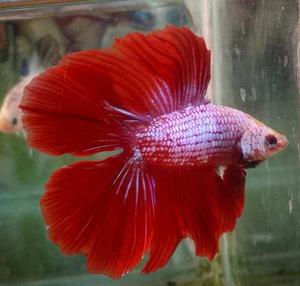 Betta Red Dragon Doble Cola Listo Para Reproducir