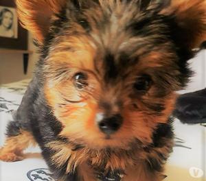 MINI YORKSHIRE TERRIER - YORKY - CACHORROS DISPONIBLES