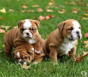 hermosos cachorritos bulldog ingles hermosos
