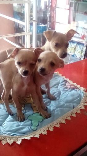 Perros Chihuahua