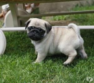 preciosos pug hermosisimos para entrega inmediata