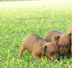 Cachorros Pincher Mini Disponibles