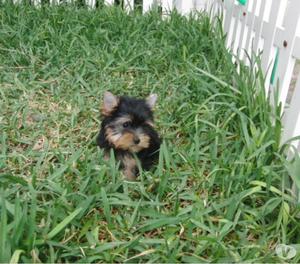 Yorkie Mini Cachorros Exelentes Disponibles