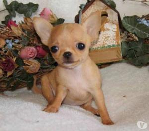 Cachorros Hermosos Chihuahua Garantizados