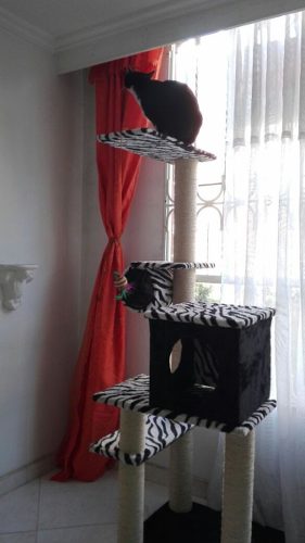 Gimnasio Para Gatos