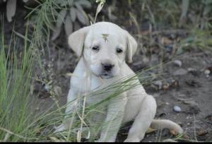 Criadero Canino Labrador Dorados Certificados