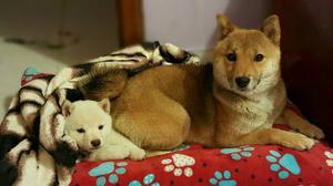 Espectacular Hembra Shiba Inu Disponible De Rk Puppies !!