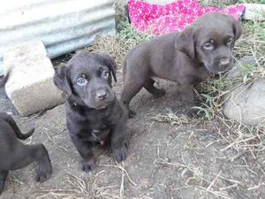 Hermoso Labrador Chocolate