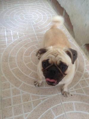 Hermoso Pug Macho Para Monta En Medellín