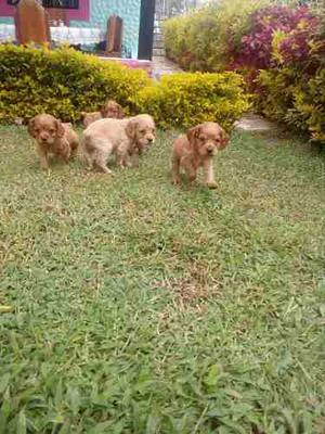 Hermosos Cooker Spaniel Del Pequeño