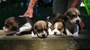 Perros Cachorros Beagle