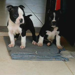 Perros Cachorros Boston Terrier