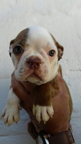 Perros Cachorros Boston Terrier Rojo