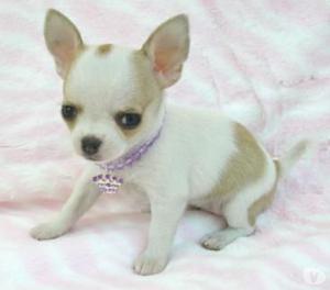 Ofrecemos Lindos Chihuahua Cachorros