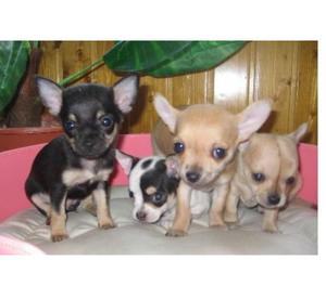 Exelentes Bebes Chihuahua Cachorros Garantizados