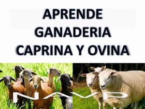Aprende Cria Cabras Y Ovejas Caprino Y Bovino Envio Gratis
