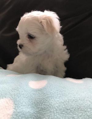 BICHON MALTES EN VENTA CACHORROS