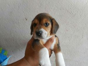 Beagle Tricolor Disponibles Criadero Certificado