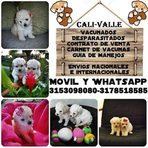 Bellos French poodle mini toy