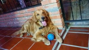 Busco Novia Golden Retriever Dorado