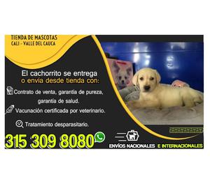 CACHORRITOS LABRADORES EN VENTA (CENTRO VETERINARIO)