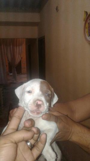 Cachorra Pitbull