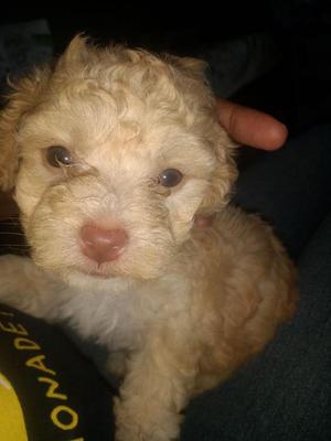 Cachorras french poodle mini