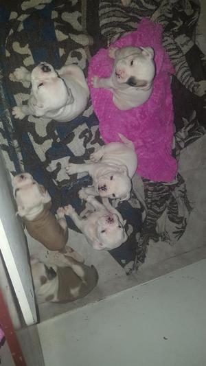 Cachorritos Bulldog Ingles