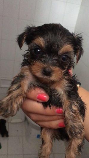 Cachorro Yorshire Terrier HEMBRA