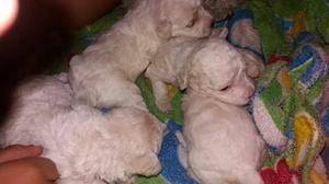 Cachorros French poodle