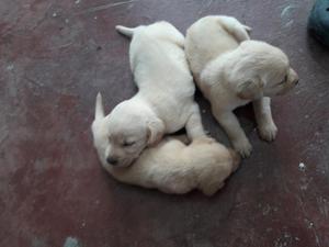 Cachorros Labradores