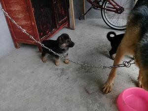 Cachorros Pastor Aleman