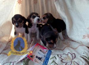 Cachorros de Beagle Tricolor Críadero Certificado