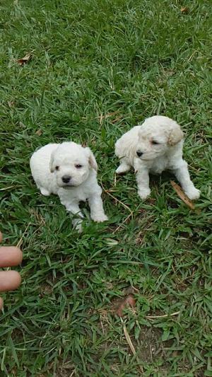 Cachorros de Mini Toy Poodle Criadero Certificado