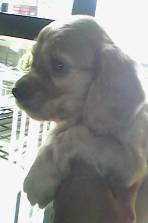 Coker Spaniel Mini