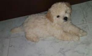 French Poodle Disponibles