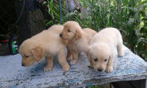Golden Cachorros Wsp