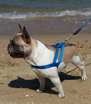 Hermosa Bulldog Frances Busca Novias