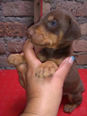 Hermoso Cachorro Doberman