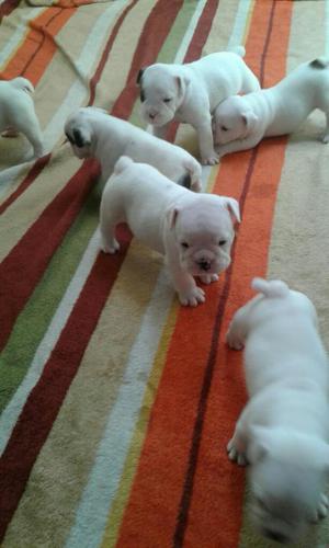 Hermosos Bulldog Ingles