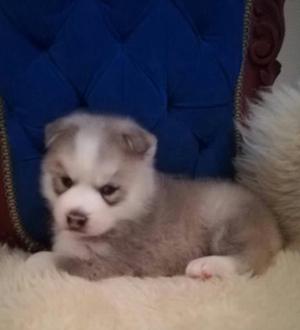 Husky Disponibles