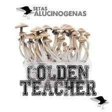 Kit Golden Teacher Cultivo Interior ml