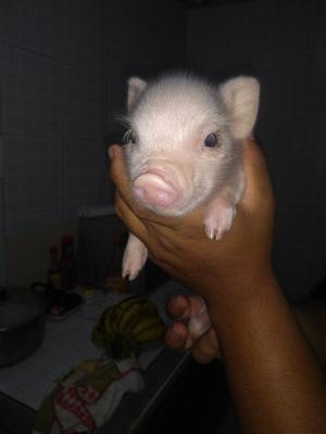 Micro Mini Pig A La Venta