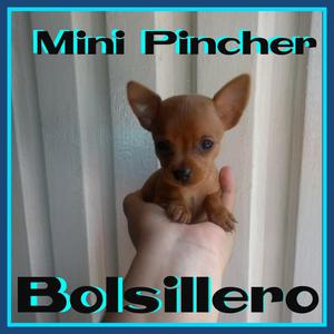 Mini Pincher Bolsillero,envíos Nacionale