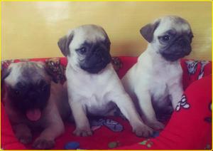 PUG **CACHORROS EN VENTA**