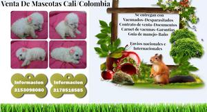 Peluditos de color blanco cachorros French poodle mini toy