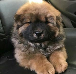 Precioso Chow Chow