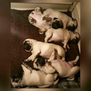 Pug Minis