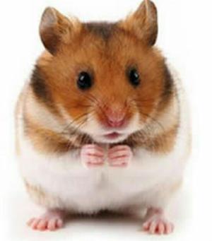 Regalo Hamster